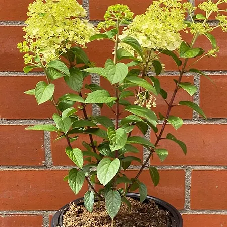 Leuchtfeuer Apartment *